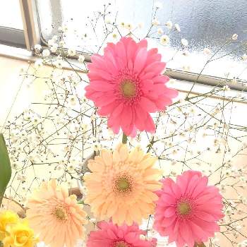 花束みたいの画像 by hitomiさん | 部屋と綺麗〜❤️とはいポーズ❣️とお部屋とフラワーフォトと花束みたいと飾ってみたと美しいと綺麗と花びんと花びんの花と花のある暮らしとかわいいと私のお気に入り