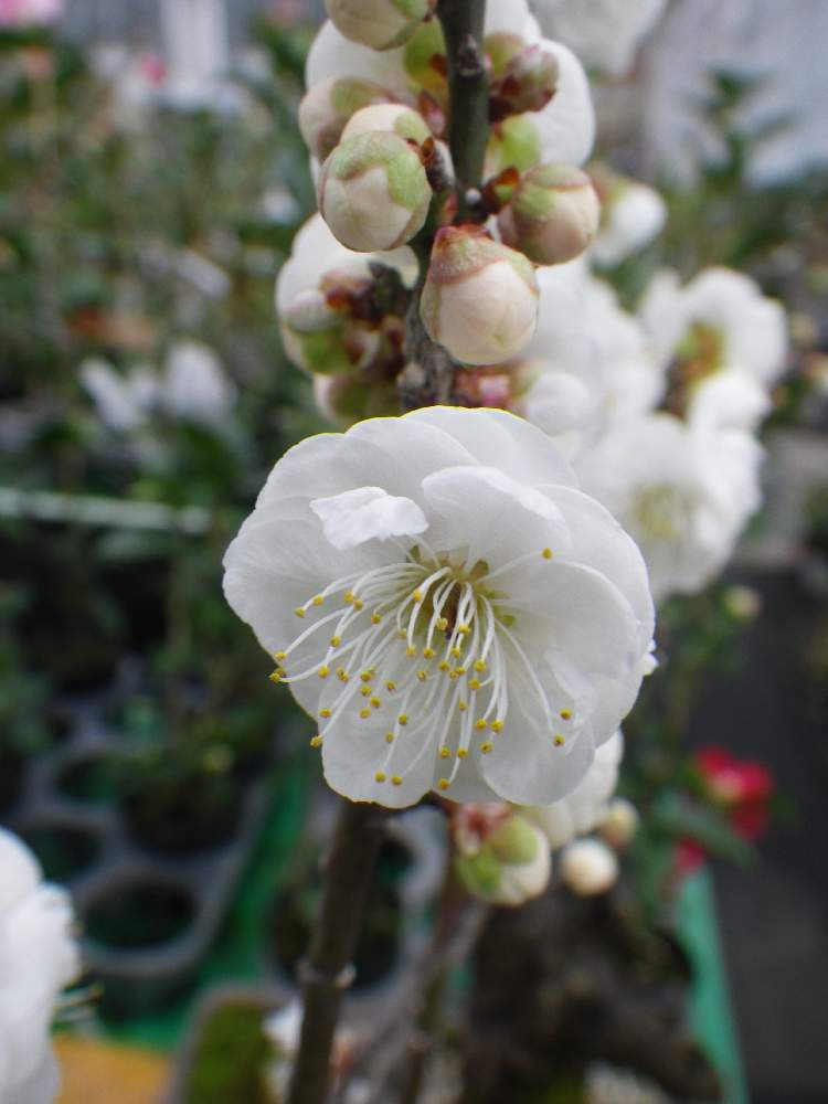 寒梅の投稿画像 By Takaさん お出かけ先と花のある暮らしと花のある暮らし 月2月2日 Greensnap グリーンスナップ Greensnap グリーンスナップ