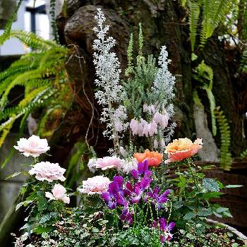 コチア ダイヤモンドダスト の投稿画像一覧 Greensnap グリーンスナップ