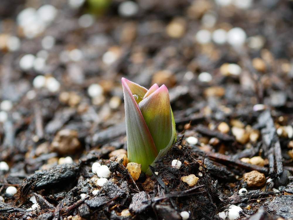 アリウムの投稿画像 By ホイミさん アリウム ギガンチウムと球根と芽が出ましたとアリウム ギガンチウムとアリウム 月2月2日 Greensnap グリーンスナップ