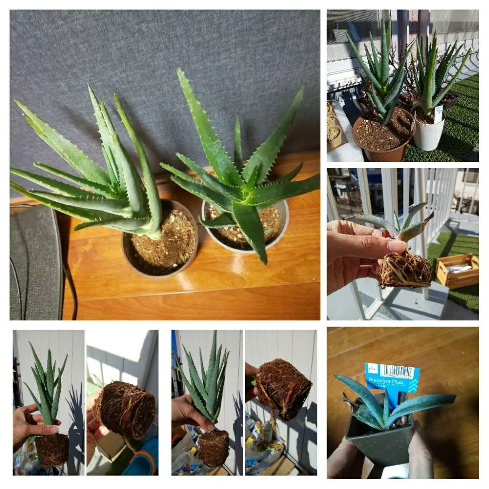 アロエの投稿画像 By Cycletotoさん アロエスプラフォリアータとアロエベラとキダチアロエとキダチアロエとアロエ スプラフォリアータとアロエ アルギロスタキスと多肉植物初心者と多肉中毒と多肉植物と植物と暮らすと植物のある暮らしと植物男子と植物大好きと植物