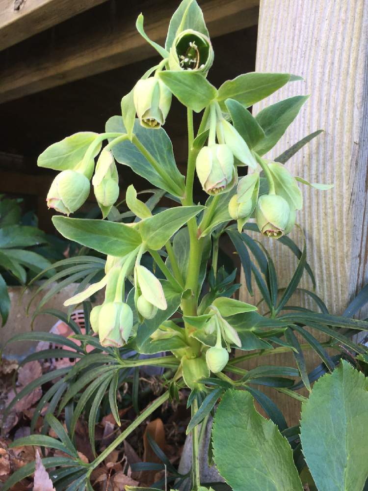 クリスマスローズ フェチダスの投稿画像 By カフェモカさん 原種系クリスマスローズとみどりのある暮らしと開花とささやかな幸せと多肉女子と クリスマスローズと生命力が強いと花のある暮らしとかわいいな と多肉植物 多肉の有るくらし 月2月2日 Greensnap