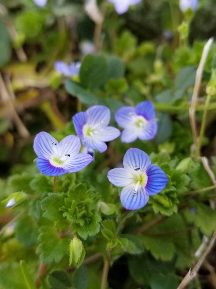 オオイヌノフグリの投稿画像 by ocarina0905さん 野の花と春のお花と野草と田んぼのあぜ道と山野草と紫色の花と川土手と早春の花と花のある暮らしとチーム福岡 2020月2月2日 greensnap グリーンスナップ