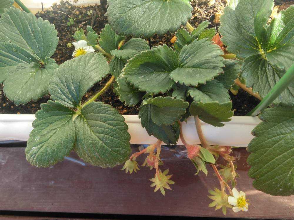イチゴ ３ 4月17日 金 追記 Greensnap グリーンスナップ