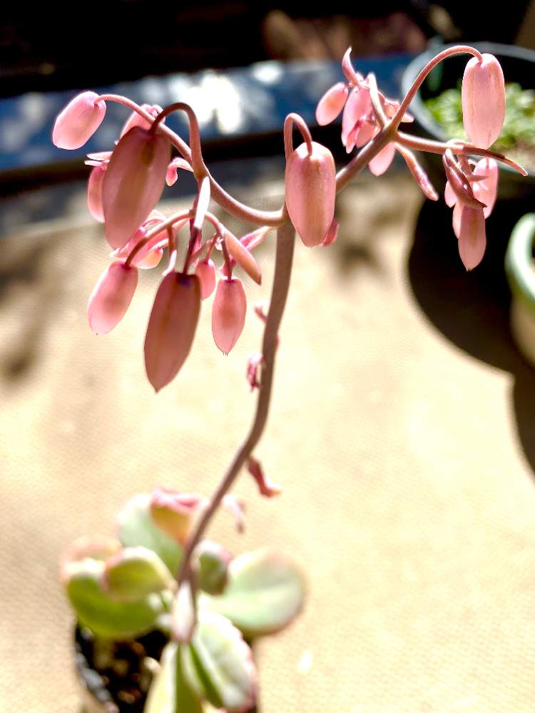 カランコエ リンリンの投稿画像 By ミニマさん 多肉植物とつぼみと花のある暮らしと植物のある暮らし 月2月2日 Greensnap グリーンスナップ