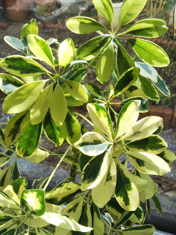シェフレラの投稿画像 By Coco さん 観葉植物と花のある暮らしと シェフレラ 月2月2日 Greensnap グリーンスナップ シェフレラの投稿画像 By Coco さん 観葉植物と花のある暮らしと シェフレラ 月2月2日 Greensnap グリーンスナップ