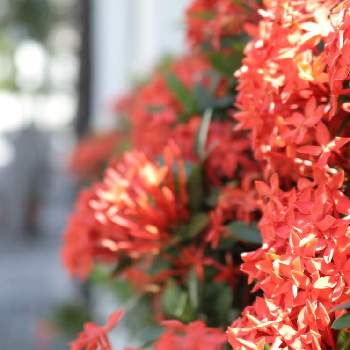 コバノサンタンカの画像 by みちさん | 広い庭とコバノサンタンカと花のある暮らし