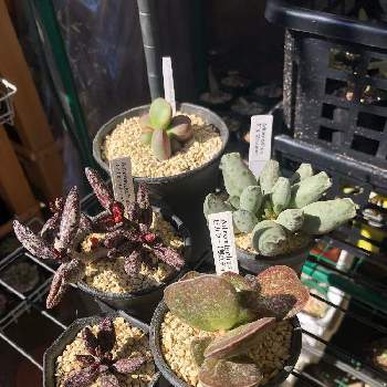 アドロミスクス ビカラーの投稿画像一覧 Greensnap グリーンスナップ