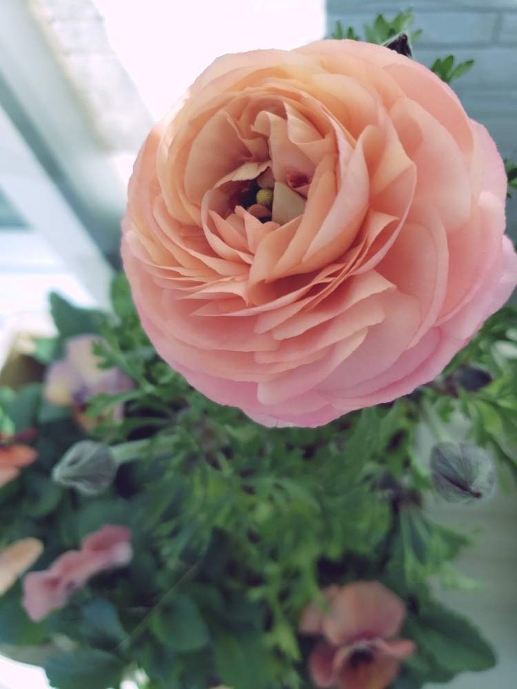 アンティークカラーの投稿画像 By ピンクレモネードさん ラナンキュラスと淡い色合いとすきな色 月2月2日 Greensnap グリーンスナップ