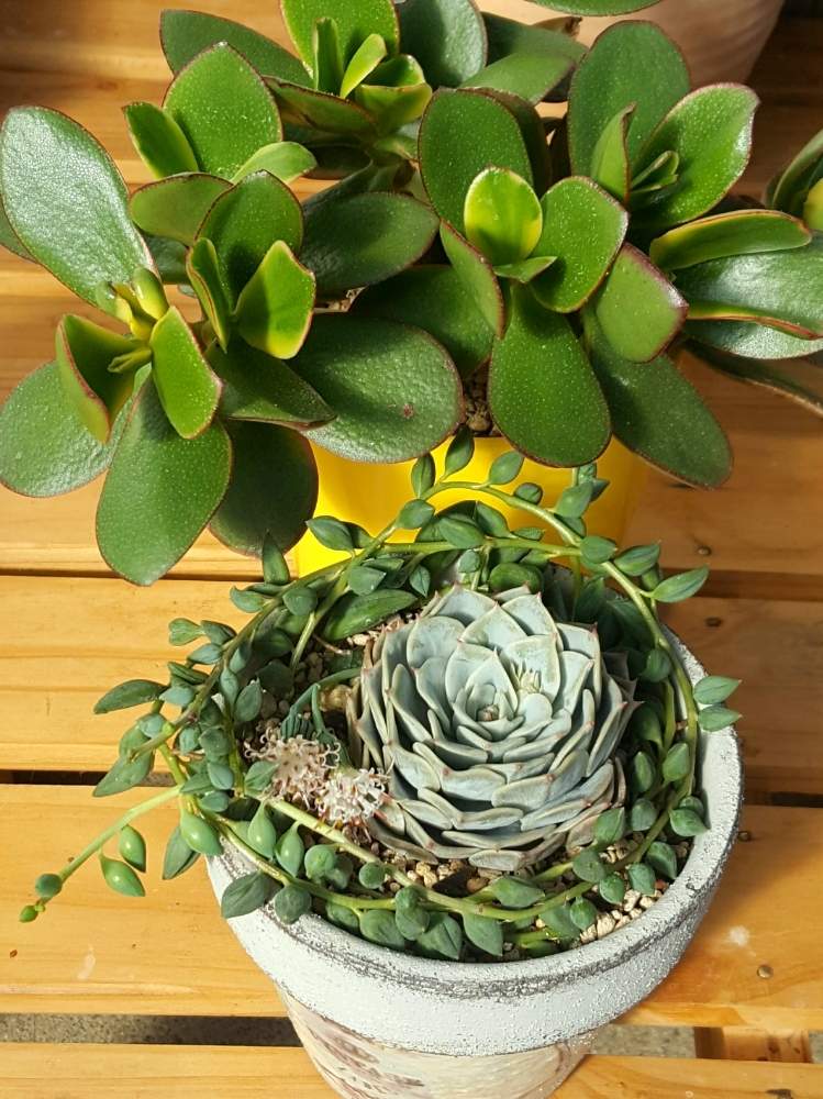 アーモンドネックレスの投稿画像 By えみりんさん リラと鑫鑫金のなる木と多肉植物と多肉植物の花と癒しとgs映えと多肉植物寄せ植えとgs日和と自己流とエケベリア属と多肉女子とタニラーと可愛い 月2月2日 Greensnap グリーンスナップ