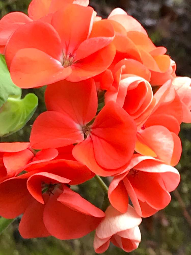 ゼラニウムの投稿画像 By ナルママさん 花のある暮らしとオレンジ色の花 月2月2日 Greensnap グリーンスナップ