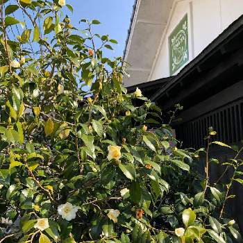 スヌーピー好きっ の投稿画像一覧 Greensnap グリーンスナップ スヌーピー好きっ の投稿画像一覧 Greensnap グリーンスナップ