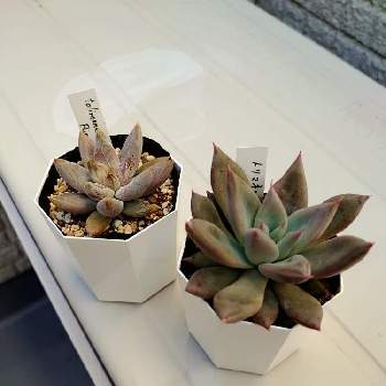 野原園芸の投稿画像一覧 Greensnap グリーンスナップ