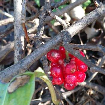 色づく木の実の投稿画像一覧 Greensnap グリーンスナップ