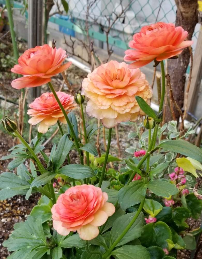 ラナンキュラスラックスの投稿画像 By りょうたんさんさん ラナンキュラスラックス エリスと花壇と花のある暮らし 月2月2日 Greensnap グリーンスナップ