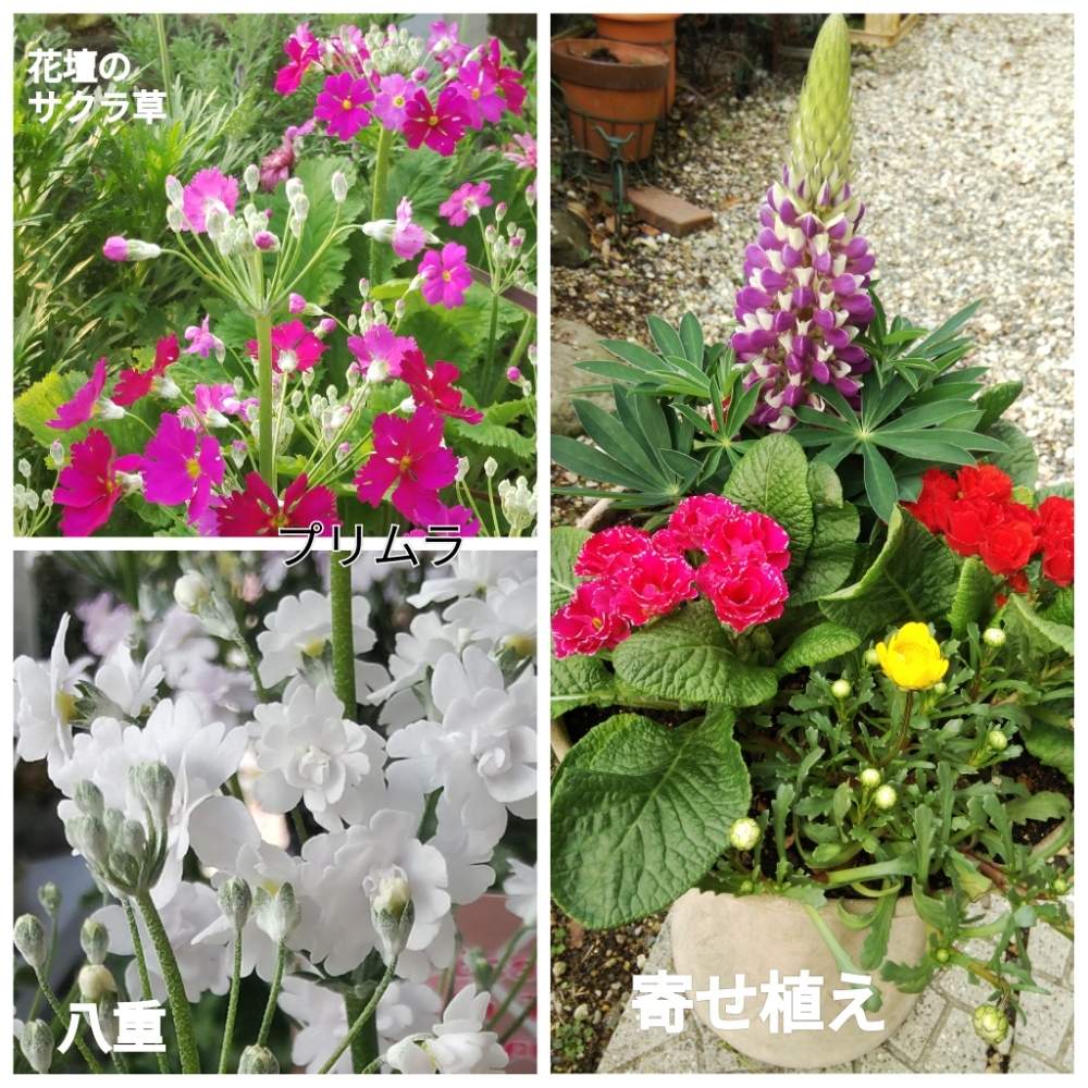 ルピナス の投稿画像 By メリーさん 寄せ植えと ジュリアンと鉢植えと花壇のサクラ草と小さい花壇とムルチコーレ と花のある暮らしと狭い花壇 とプリムラマラコイデス白と地植え 月2月2日 Greensnap グリーンスナップ