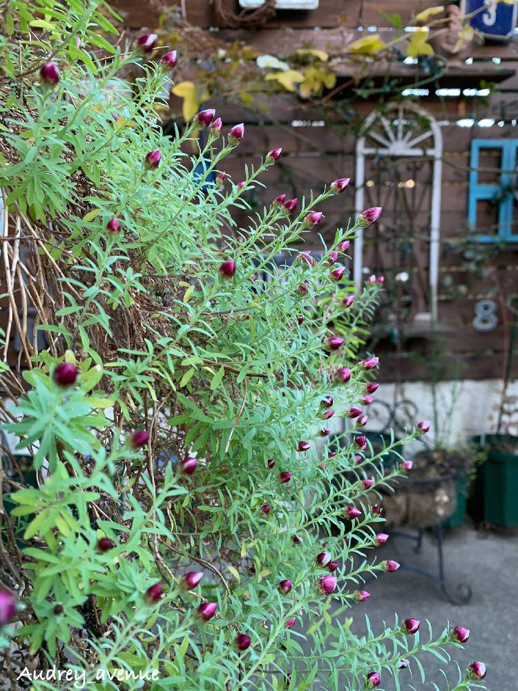 ハナカンザシの投稿画像 By Audreyさん 花かんざしと小さな庭とひとてま込めてと冬に咲く花フォトコンとお気に入り とaudreys 花かんざし とナチュラルガーデンと我が家の花かんざし と今日の一枚と12年目の花かんざし とdiyと庭仕事とナチュラルスタイルと