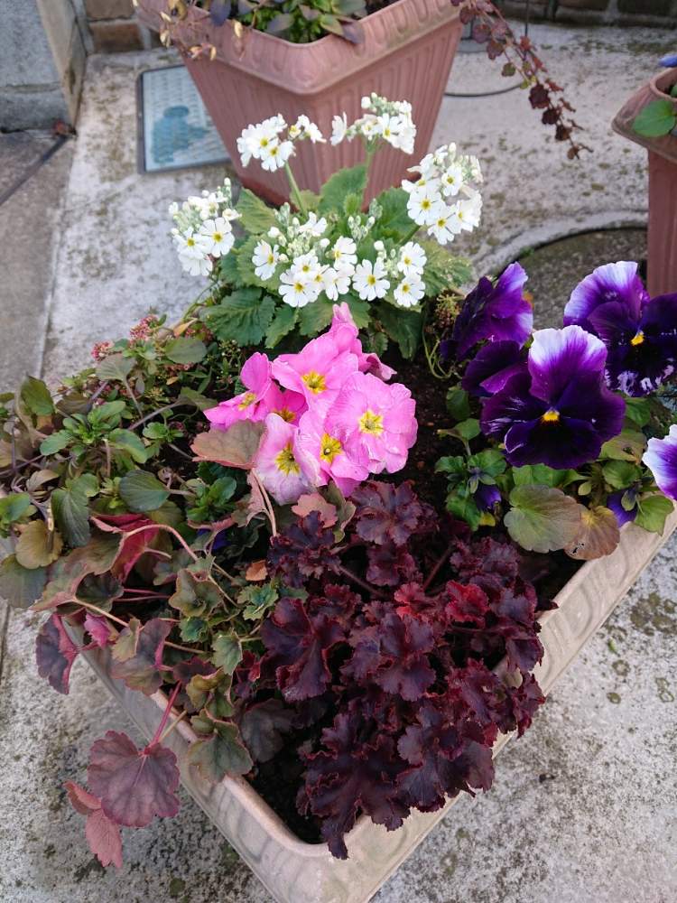 ヒューケラ の投稿画像 By あずき熊さん グレコマ と プリムラとビオラ パンジーと冬の寄せ植えと寄せ植えとサクラソウ と ジュリアンとパンジーパンジーと冬に咲く花フォトコン 月2月2日 Greensnap グリーンスナップ