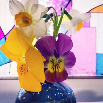 益子焼の画像 by みいさん | キッチンとスイセンとビオラとよくさくスミレとビオラ・パンジーと益子焼とよく咲くスミレ♡と小さい花瓶と今日のお花とスイセンの花と花のある暮らしと花瓶の花とお花好きと可愛らしいビオラと『お部屋を彩る、春の花』フォトコン