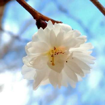 春先取り✌️の画像 by toshi17さん | お出かけ先とさくら サクラ 桜と二度桜としあわせ色とスマホ撮影とお写んぽと華やかと可憐と春先取り✌️とGS映えと癒される♪と綺麗とレア??と花のある暮らしと接写と北山緑化植物園とサクラ咲く♪とかわいい♡と植物園巡りと爽やか～と元気色と白い花とGREEN UP!