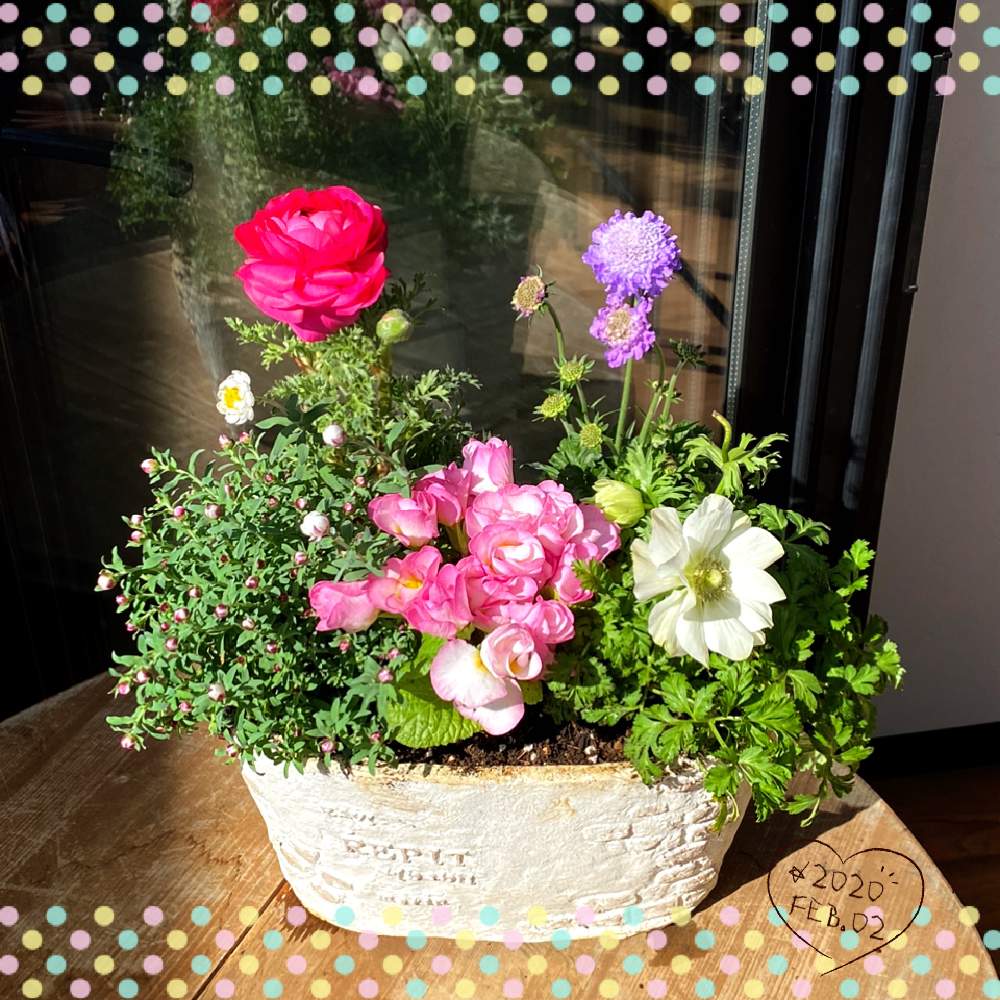 ラナンキュラスの投稿画像 By 紅茶牛乳さん スカピオサと花かんざしとアネモネポルトとプレミア薔薇咲きジュリアンと寄せ植えと花のある暮らし 月2月2日 Greensnap グリーンスナップ