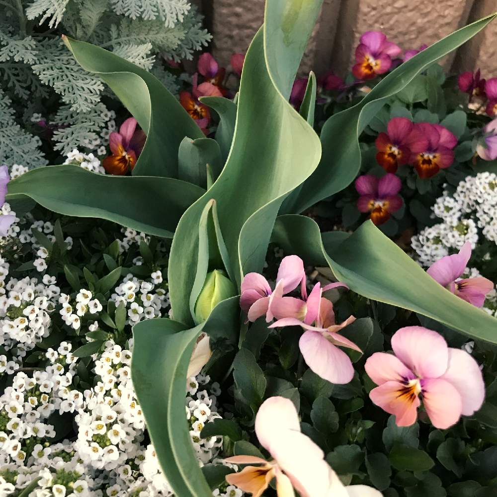 アーリースマイルチューリップの投稿画像 By Cookieさん 種からビオラと花のある暮らしとピンクのお花と冷蔵チューリップと２月 月2月2日 Greensnap グリーンスナップ