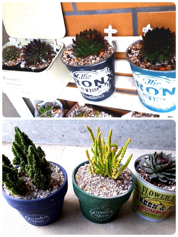 インテリアグリーンの投稿画像 By Kurateruさん 多肉女子 月2月2日 Greensnap グリーンスナップ