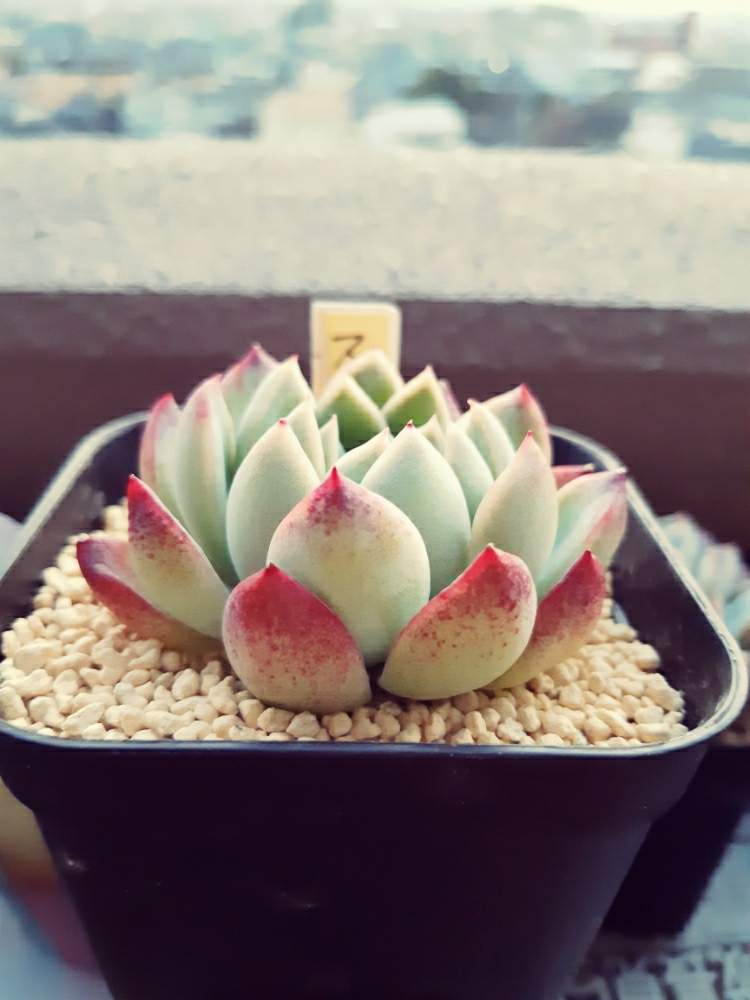 バルコニー ベランダの投稿画像 By Sayasayaさん 多肉植物と紅葉する多肉とスイレン エケベリアとエケベリア属と多肉女子と多肉植物と紅葉する多肉 とスイレン エケベリアとエケベリア属と多肉女子 月2月2日 Greensnap グリーンスナップ Greensnap
