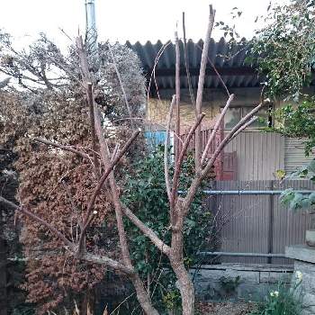 タニワタリの木の投稿画像一覧 Greensnap グリーンスナップ