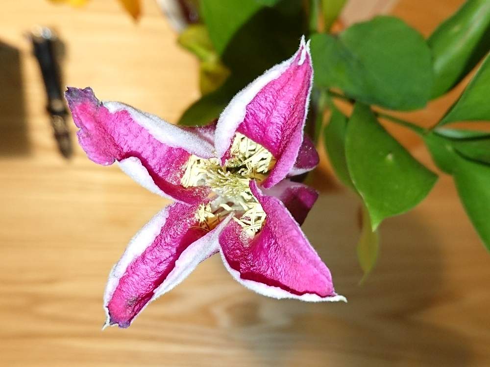 くまうまさんの投稿画像 02 02 22 47 01 0 Greensnap グリーンスナップ Greensnap グリーンスナップ