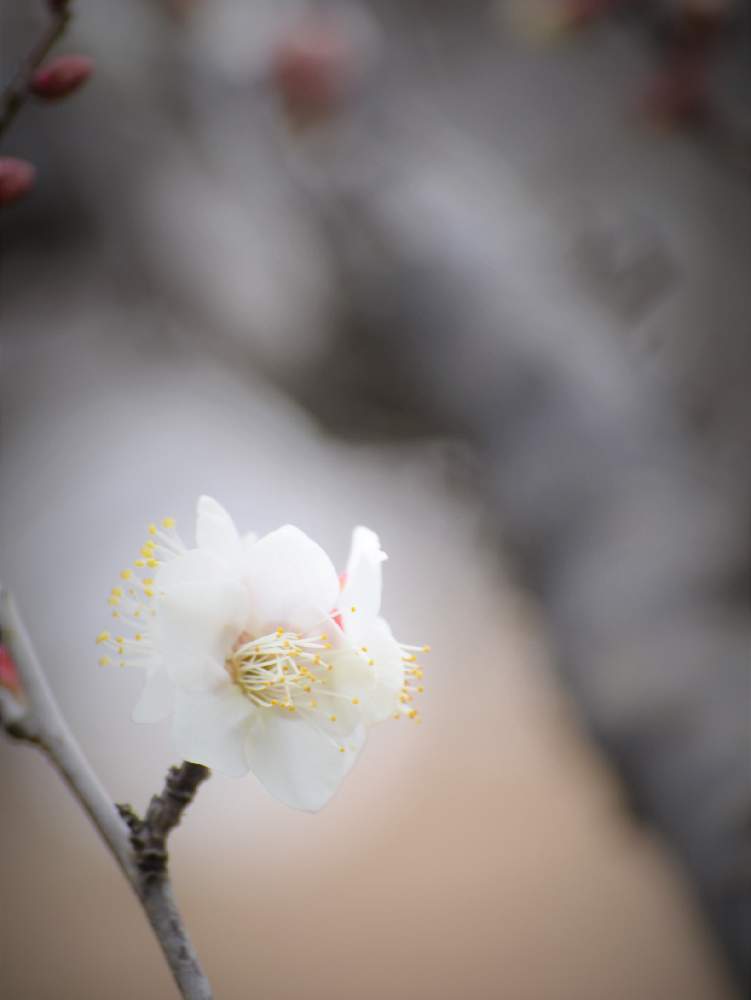 白梅の投稿画像 By 嶌縞 シマシマ さん 梅の花と花のある風景と癒しの花たちと一眼レフといい匂いと白い花と岡山市半田山植物園 月2月 3日 Greensnap グリーンスナップ