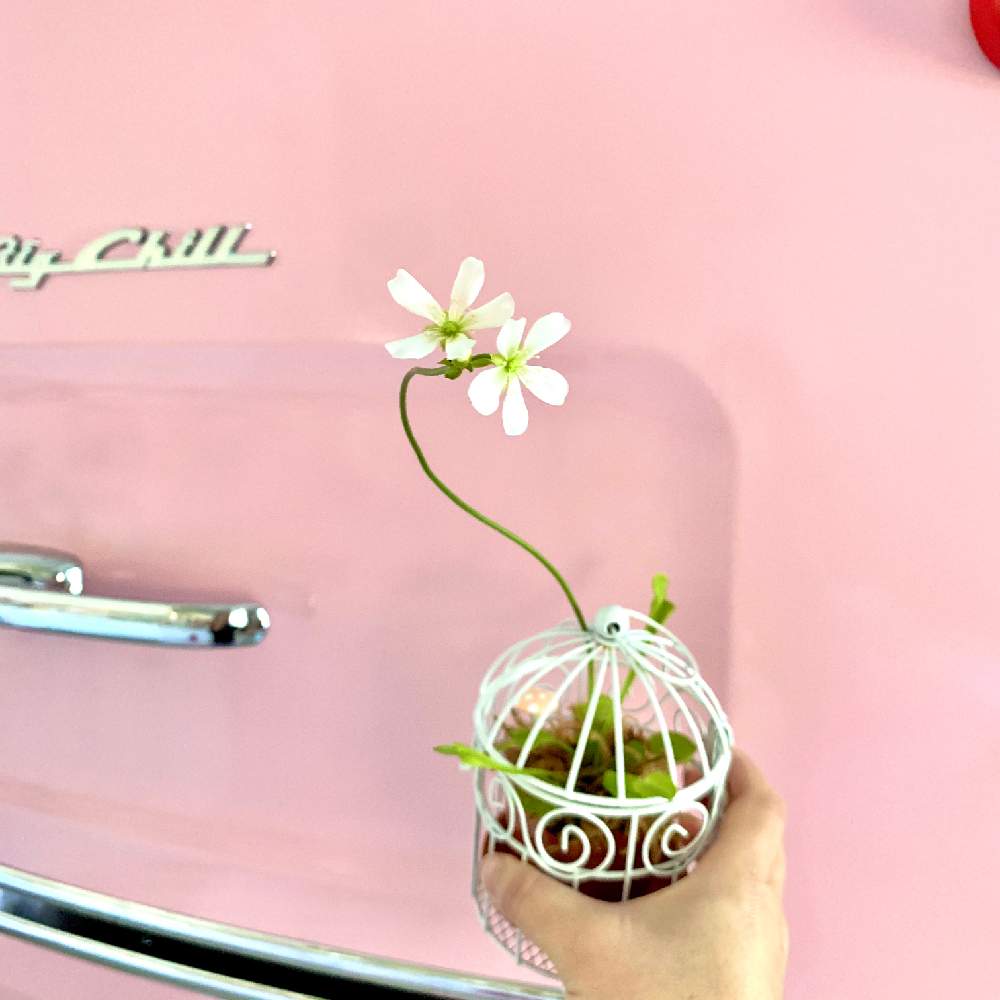 ハエトリソウの投稿画像 By Alicekozuさん 食虫植物とピンク ピンクと植中毒と今日のお花と多肉女子と鉢植えと花のある暮らし 月2月3日 Greensnap グリーンスナップ