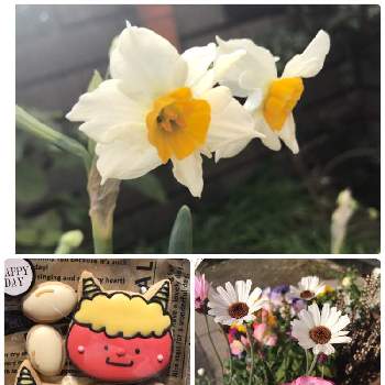 アイシングクッキーの投稿画像一覧 Greensnap グリーンスナップ