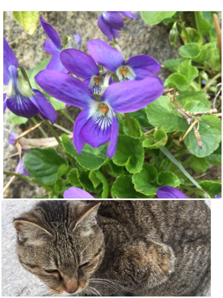 スミレの花の投稿画像 By ゆかりさん Gs映えとねこちゃん とアイパッドと花のある暮らしと春のおとずれと箱根ビオラ 月2月3日 Greensnap グリーンスナップ
