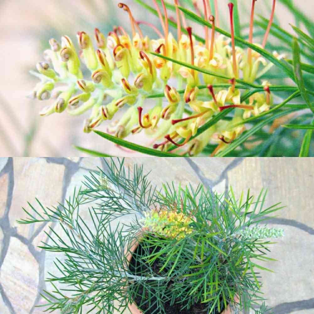 グレビレア “ネッドケリー“ 南半球植物 ネイティブプランツ - 植物 