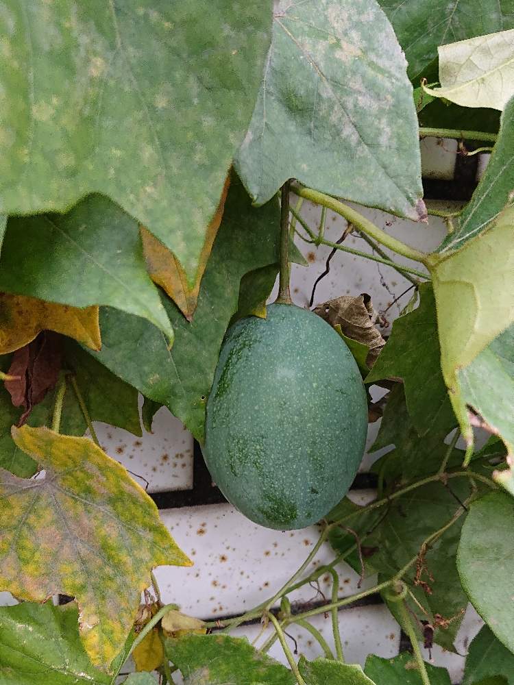 カラスウリの投稿画像 By レモンイエローさん お出かけ先と花のある暮らしと実がなる植物と19年10月と実を付けた植物フォトコンと花のある暮らしと実 がなる植物と19年10月と実を付けた植物フォトコン 月2月3日 Greensnap グリーンスナップ Greensnap