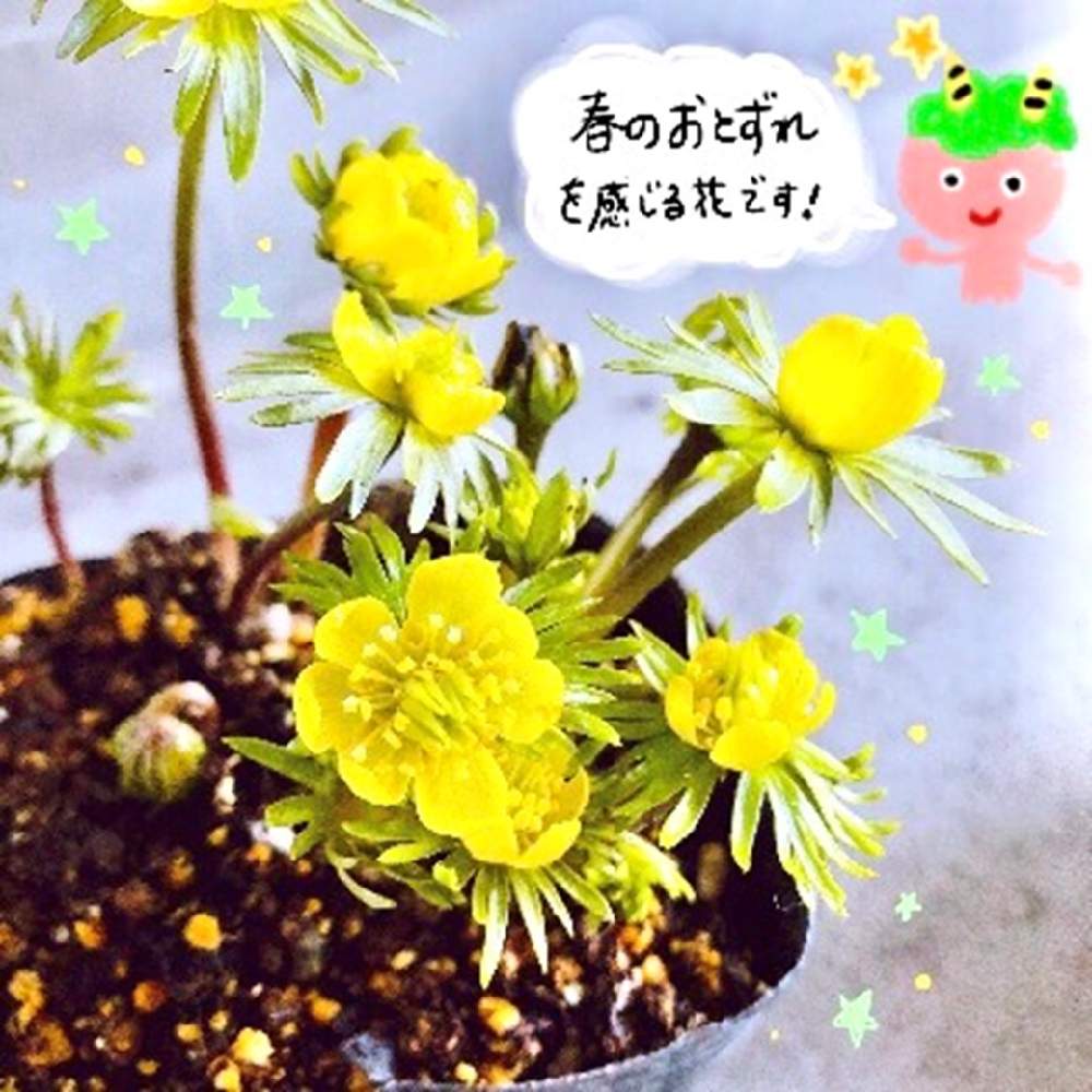 黄花セツブンソウの投稿画像 By 豊明花き株式会社さん 鬼は外福は内 と植物のある暮らしと花は癒しと春の訪れとセツブンソウ と豊明花き と黄色と綺麗と黄色の花と愛知豊明花き地方卸売市場と節分と花のある暮らしとかわいいと豊明市場 月2月3日 Greensnap
