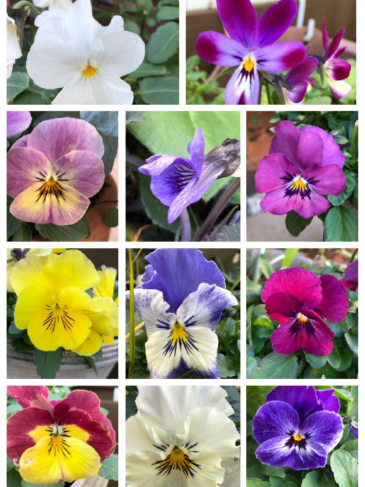 ビオラ パンジーの投稿画像 By コスモスラブさん 日陰庭 月2月3日 Greensnap グリーンスナップ