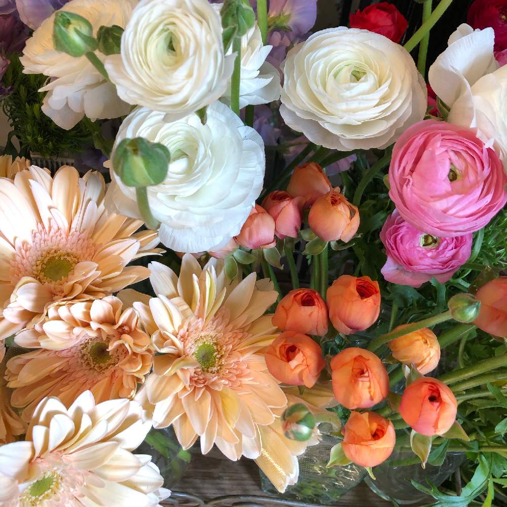 ラナンキュラスの投稿画像 By アクア ブルームさん ガーベラ ソープとつくば花屋と華やかとアクアブルームと花を飾ると癒し空間とブーケとお祝い花と花 のある暮らしと春を感じると大人かわいい とつくばフラワーショップと花束 月2月3日 Greensnap グリーン
