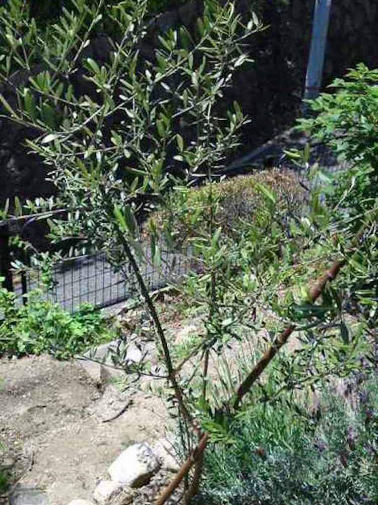 オリーブゾウムシの被害と植え替え時の土の配合について Greensnap グリーンスナップ
