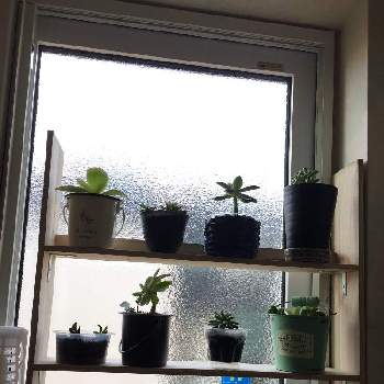 Diy窓辺の棚の投稿画像一覧 Greensnap グリーンスナップ