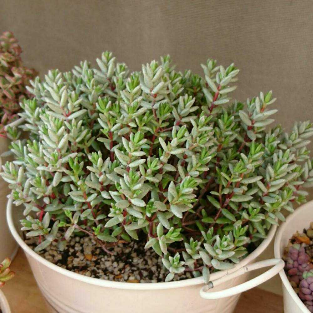 多肉植物 パンクチュラータ