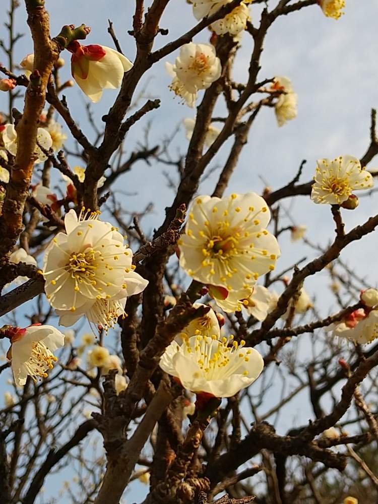 白梅の投稿画像 By Flower Skyさん 花の咲く木と空を背景にと冬の花とつぼみと花のある暮らしと白い花 月2月3 日 Greensnap グリーンスナップ
