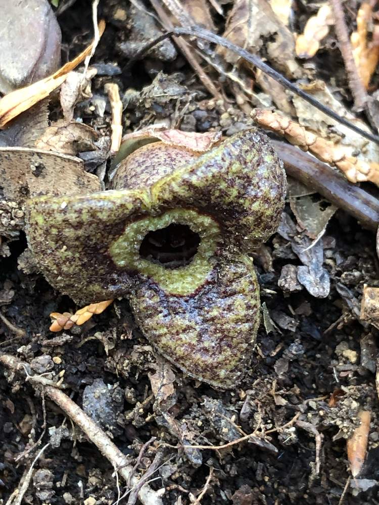 75 カンアオイ 花 最高の花の画像