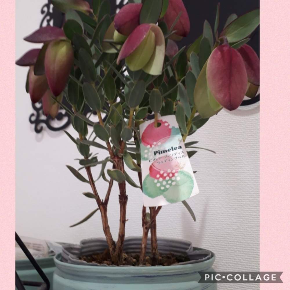 ピメレア ウエディングベルの投稿画像 By Tomoさん ロザリアン見習いとピンク ピンクと植中毒と憧れの薔薇と雑貨大好き と花のある暮らしとたくさんの花が咲く庭にしたい といいね ありがとうございます とチーム福岡 月2月3日 Greensnap グリーン