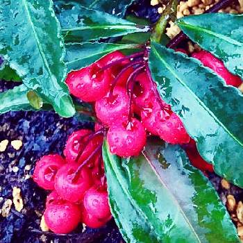 真っ赤な実♥️の画像 by コスモスちゃんさん | 小さな庭と花のある幸せと花が好き❤と赤い実❤️と真っ赤な実♥️と花のある庭と植物が好き❤️と花のある暮らしとオオミマンリョウとマンリョウの実