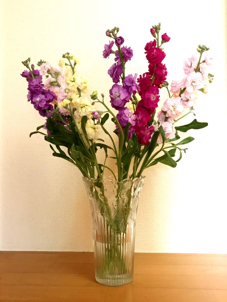 生花の投稿画像 By あいばーるさん 花のある暮らしと ストック 月2月3日 Greensnap グリーンスナップ