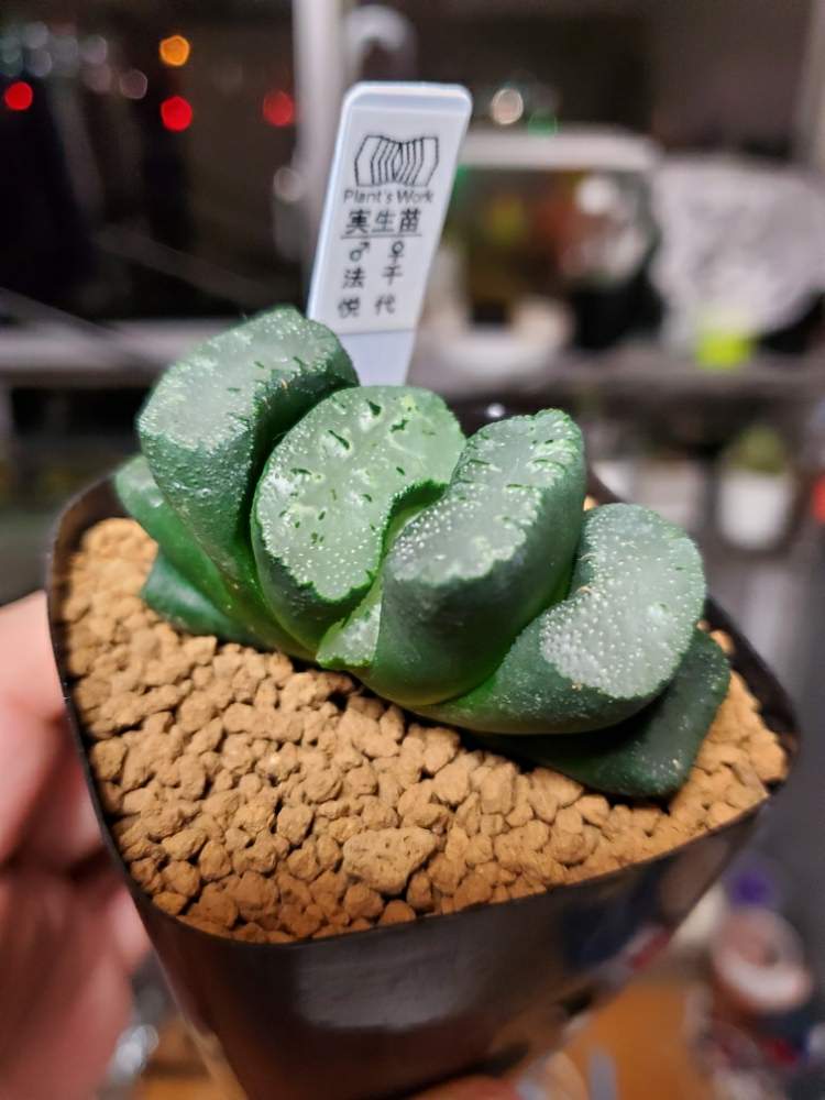 ハオルチアの投稿画像 By Sword Tさん 玉扇と多肉植物とボタニカルライフとハオルチア 玉扇とグランフロント大阪と 玉扇と植中毒とplant S Workとがばいとらんフェスティバルとサラリーマン編とハオ中毒 月2月3日 Greensnap グリーンスナップ