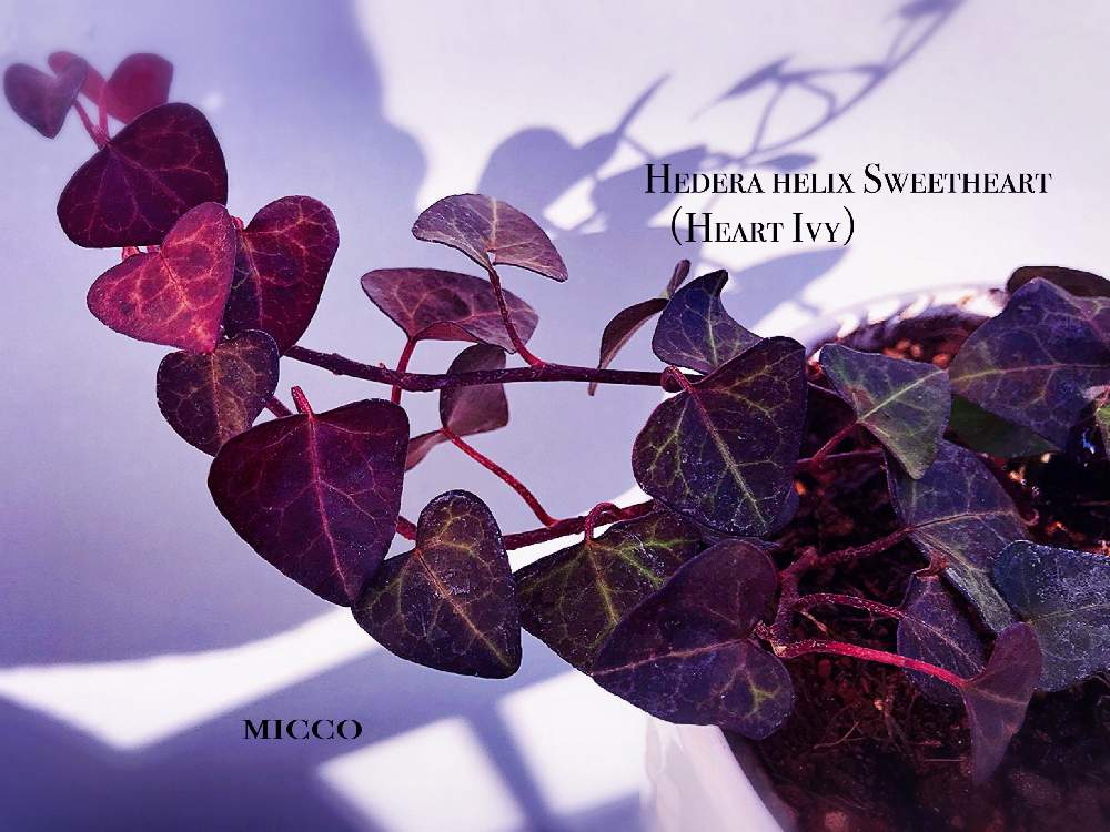 ヘデラ ヘリックス スイートハートの投稿画像 By Miccoさん 紅葉 こうよう とハートリーフとヘデラ とアイビー と観葉植物 月2月3日 Greensnap グリーンスナップ