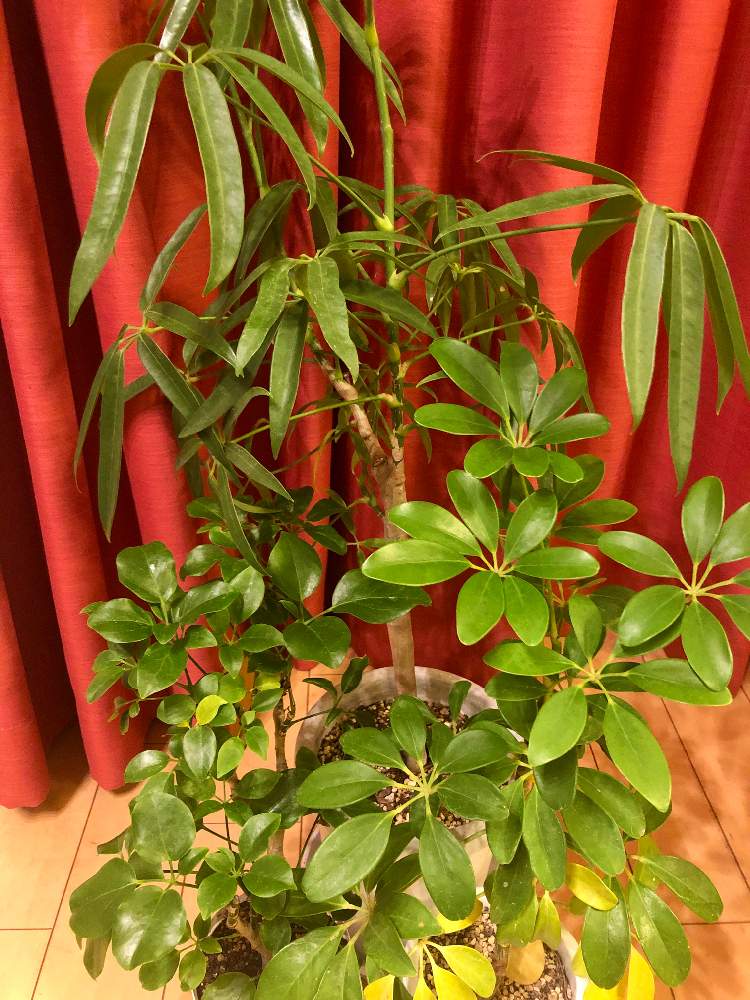 シェフレラアンガスティフォリア GLP-1532 人工観葉植物 鉢付観葉植物